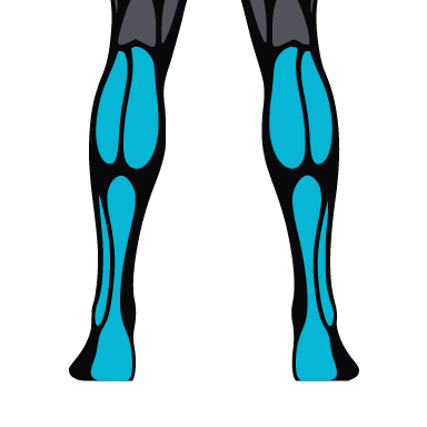Square crop of the figure with the calves highlighted.